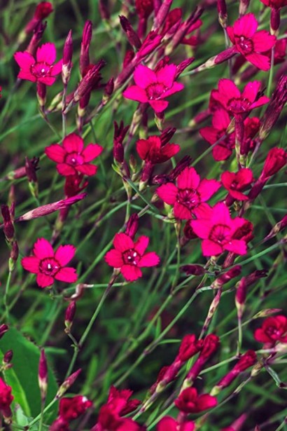 Гвоздика трав’янка Еректус | Гвоздика травянка Эректус | Dianthus deltoides Erectus